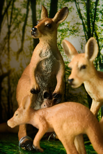Kangaroo Family